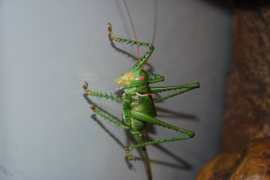 Red-Eyed Devil grasshopper